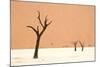 Dead trees in desert clay pan, Deadvlei, Namib-Naukluft , Namib Desert-Andrew Linscott-Mounted Photographic Print