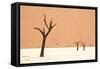 Dead trees in desert clay pan, Deadvlei, Namib-Naukluft , Namib Desert-Andrew Linscott-Framed Stretched Canvas