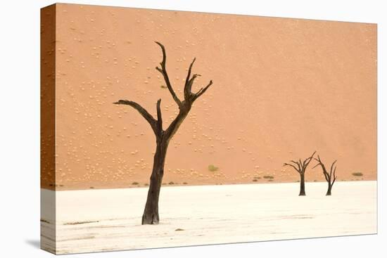 Dead trees in desert clay pan, Deadvlei, Namib-Naukluft , Namib Desert-Andrew Linscott-Stretched Canvas