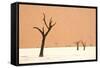 Dead trees in desert clay pan, Deadvlei, Namib-Naukluft , Namib Desert-Andrew Linscott-Framed Stretched Canvas