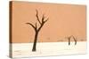Dead trees in desert clay pan, Deadvlei, Namib-Naukluft , Namib Desert-Andrew Linscott-Stretched Canvas