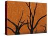 Dead Trees in Dry Clay Pan, Dead Vlei, Soussusvlei, Namibia, Africa-Peter Adams-Stretched Canvas