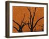 Dead Trees in Dry Clay Pan, Dead Vlei, Soussusvlei, Namibia, Africa-Peter Adams-Framed Photographic Print