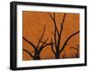 Dead Trees in Dry Clay Pan, Dead Vlei, Soussusvlei, Namibia, Africa-Peter Adams-Framed Photographic Print