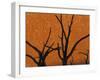 Dead Trees in Dry Clay Pan, Dead Vlei, Soussusvlei, Namibia, Africa-Peter Adams-Framed Photographic Print