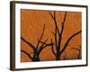 Dead Trees in Dry Clay Pan, Dead Vlei, Soussusvlei, Namibia, Africa-Peter Adams-Framed Photographic Print