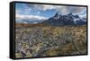 Dead Trees in Front of Cuernos Del Paine, Torres Del Paine National Park, Chilean Patagonia, Chile-G & M Therin-Weise-Framed Stretched Canvas