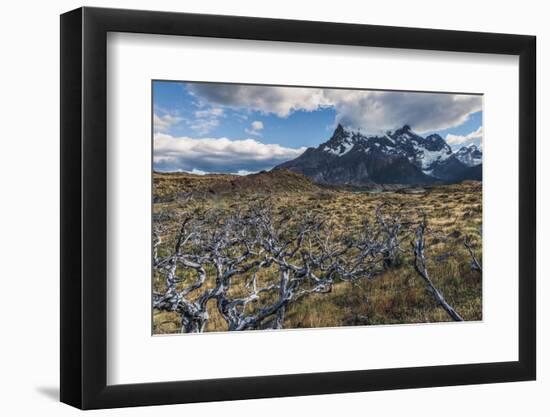 Dead Trees in Front of Cuernos Del Paine, Torres Del Paine National Park, Chilean Patagonia, Chile-G & M Therin-Weise-Framed Photographic Print