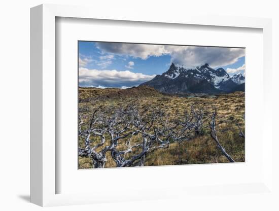 Dead Trees in Front of Cuernos Del Paine, Torres Del Paine National Park, Chilean Patagonia, Chile-G & M Therin-Weise-Framed Photographic Print