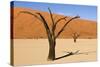 Dead Trees in Namibia-rtwi-Stretched Canvas