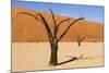 Dead Trees in Namibia-rtwi-Mounted Photographic Print