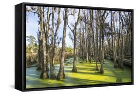 Dead Trees in the Swamps of the Magnolia Plantation Outside Charleston, South Carolina, U.S.A.-Michael Runkel-Framed Stretched Canvas