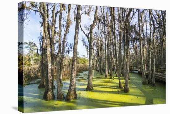 Dead Trees in the Swamps of the Magnolia Plantation Outside Charleston, South Carolina, U.S.A.-Michael Runkel-Stretched Canvas