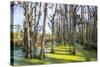 Dead Trees in the Swamps of the Magnolia Plantation Outside Charleston, South Carolina, U.S.A.-Michael Runkel-Stretched Canvas