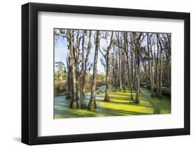 Dead Trees in the Swamps of the Magnolia Plantation Outside Charleston, South Carolina, U.S.A.-Michael Runkel-Framed Photographic Print