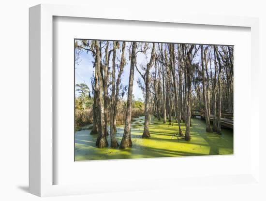 Dead Trees in the Swamps of the Magnolia Plantation Outside Charleston, South Carolina, U.S.A.-Michael Runkel-Framed Photographic Print