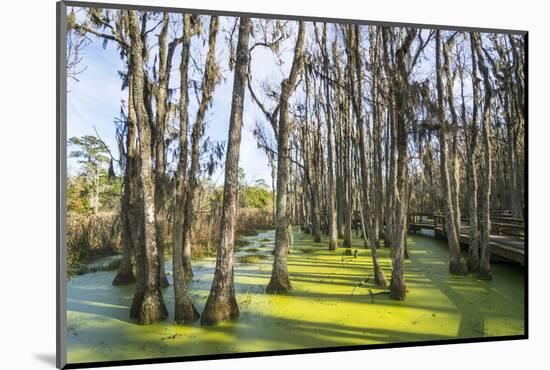 Dead Trees in the Swamps of the Magnolia Plantation Outside Charleston, South Carolina, U.S.A.-Michael Runkel-Mounted Photographic Print