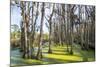 Dead Trees in the Swamps of the Magnolia Plantation Outside Charleston, South Carolina, U.S.A.-Michael Runkel-Mounted Photographic Print