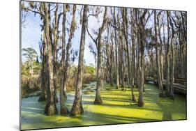 Dead Trees in the Swamps of the Magnolia Plantation Outside Charleston, South Carolina, U.S.A.-Michael Runkel-Mounted Photographic Print