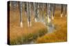 Dead trees killed from volcanic hot streams, Yellowstone National Park, Wyoming, USA-Maresa Pryor-Stretched Canvas