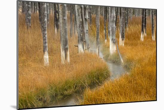 Dead trees killed from volcanic hot streams, Yellowstone National Park, Wyoming, USA-Maresa Pryor-Mounted Photographic Print