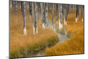 Dead trees killed from volcanic hot streams, Yellowstone National Park, Wyoming, USA-Maresa Pryor-Mounted Photographic Print