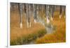 Dead trees killed from volcanic hot streams, Yellowstone National Park, Wyoming, USA-Maresa Pryor-Framed Photographic Print