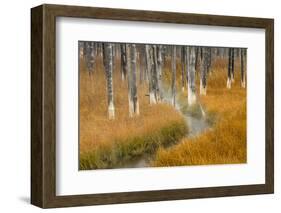 Dead trees killed from volcanic hot streams, Yellowstone National Park, Wyoming, USA-Maresa Pryor-Framed Photographic Print