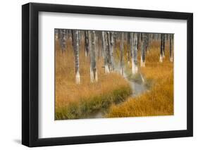 Dead trees killed from volcanic hot streams, Yellowstone National Park, Wyoming, USA-Maresa Pryor-Framed Photographic Print