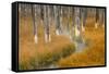 Dead trees killed from volcanic hot streams, Yellowstone National Park, Wyoming, USA-Maresa Pryor-Framed Stretched Canvas