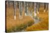 Dead trees killed from volcanic hot streams, Yellowstone National Park, Wyoming, USA-Maresa Pryor-Stretched Canvas