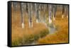 Dead trees killed from volcanic hot streams, Yellowstone National Park, Wyoming, USA-Maresa Pryor-Framed Stretched Canvas