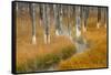 Dead trees killed from volcanic hot streams, Yellowstone National Park, Wyoming, USA-Maresa Pryor-Framed Stretched Canvas