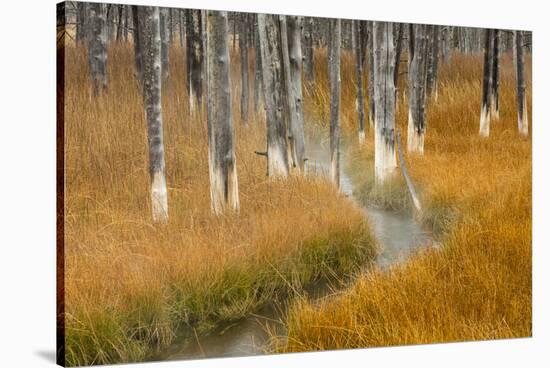 Dead trees killed from volcanic hot streams, Yellowstone National Park, Wyoming, USA-Maresa Pryor-Stretched Canvas