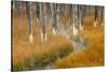 Dead trees killed from volcanic hot streams, Yellowstone National Park, Wyoming, USA-Maresa Pryor-Stretched Canvas