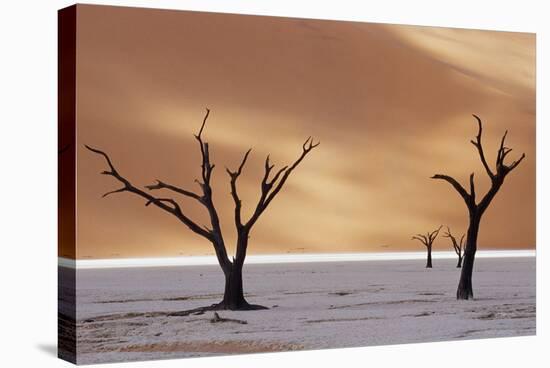 Dead Trees on Dry Lake Bed-Darrell Gulin-Stretched Canvas