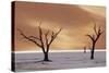 Dead Trees on Dry Lake Bed-Darrell Gulin-Stretched Canvas