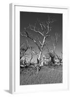 Dead Trees-Rip Smith-Framed Photographic Print