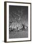 Dead Trees-Rip Smith-Framed Photographic Print