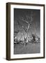 Dead Trees-Rip Smith-Framed Photographic Print