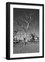 Dead Trees-Rip Smith-Framed Photographic Print