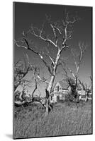 Dead Trees-Rip Smith-Mounted Photographic Print