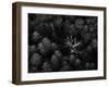dead trees-Emil Licht-Framed Photographic Print
