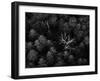 dead trees-Emil Licht-Framed Photographic Print