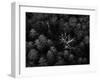 dead trees-Emil Licht-Framed Photographic Print