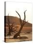 Dead Valley in Namibia-Andrushko Galyna-Stretched Canvas