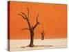 Dead Valley in Namibia-Andrushko Galyna-Stretched Canvas