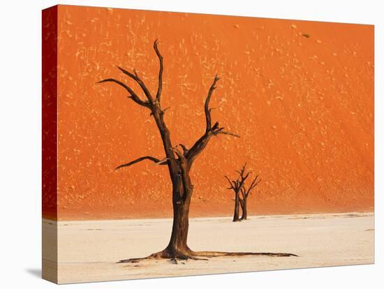 Dead Valley in Namibia-Andrushko Galyna-Stretched Canvas