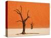 Dead Valley in Namibia-Andrushko Galyna-Stretched Canvas