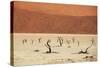 Dead Valley in Namibia-Andrushko Galyna-Stretched Canvas